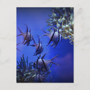 Black and White Angelfish in Deep Blue Sea Postcard