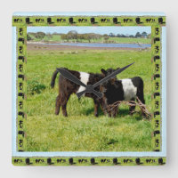 Black And White Baby Belted Galloway Cows,