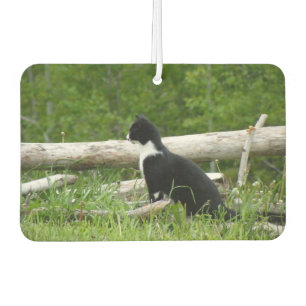 Black and White Barn Kitten Car Air Freshener