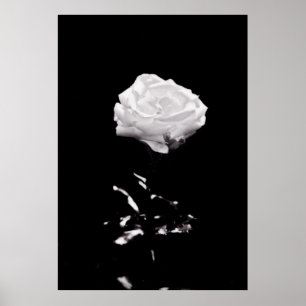 Black and White Beautiful Rose Close-up Poster