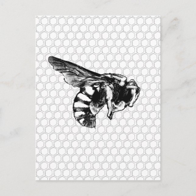 Black and White Bee Postcard (Front)