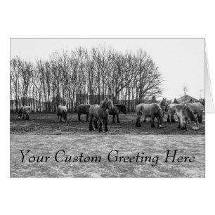 Black and White Belgian Horses In A Pasture