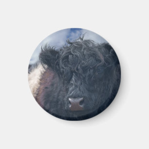 Black and White Belted Galloway Cow Close-Up Magnet