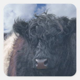 Black and White Belted Galloway Cow Close-Up Square Sticker