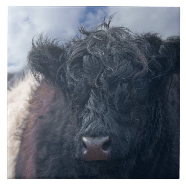 Black and White Belted Galloway Cow Close-Up Tile (Front)