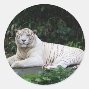 Black and White Bengal Tiger relaxed and smiling Classic Round Sticker