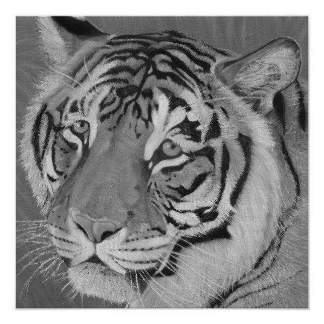 black and white big cat painting of tiger wildlife poster (Front)