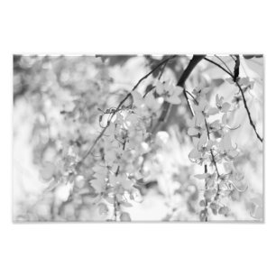 Black and White Blossom Branch Photo Print