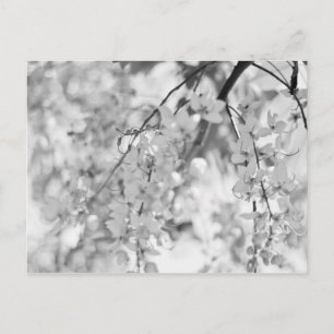 Black and White Blossom Branch Postcard