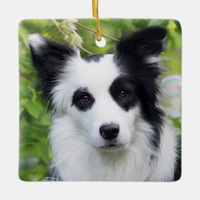 Black and White Border Collie Ceramic Ornament (Front)