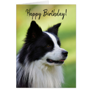 Black and White Border Collie Dog