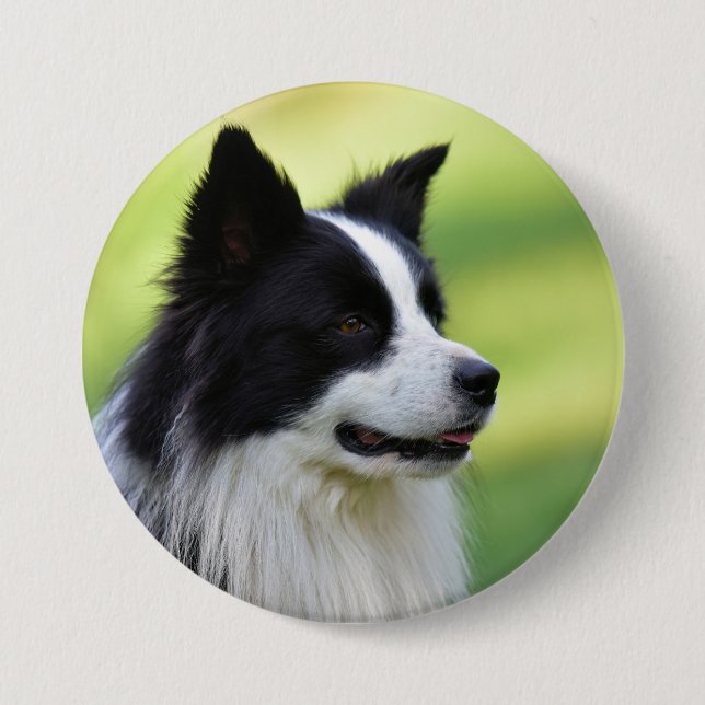 Black and White Border Collie Dog 7.5 Cm Round Badge (Front)