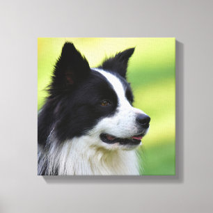 Black and White Border Collie Dog Canvas Print