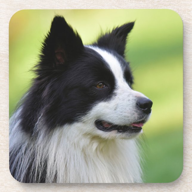 Black and White Border Collie Dog Coaster (Front)