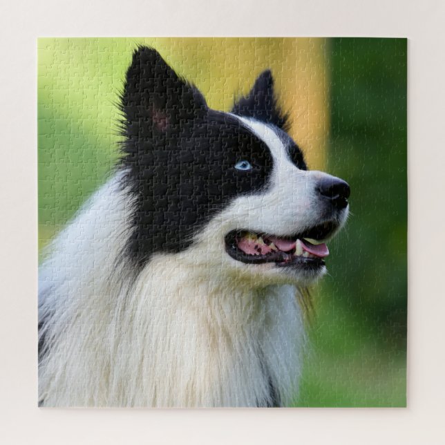 Black and White Border Collie Dog Jigsaw Puzzle (Vertical)