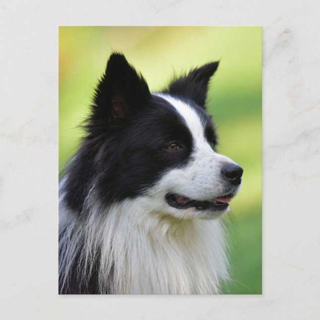 Black and White Border Collie Dog Postcard (Front)