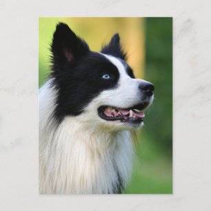 Black and White Border Collie Dog Postcard