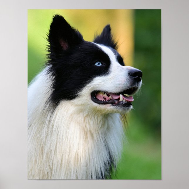 Black and White Border Collie Dog Poster (Front)