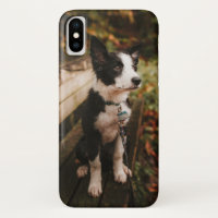 Black and White Border Collie on Park Bench