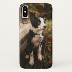 Black and White Border Collie on Park Bench iPhone X Case