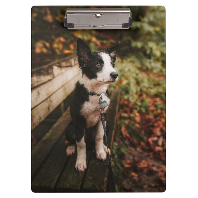 Black and White Border Collie on Park Bench Clipboard (Front)