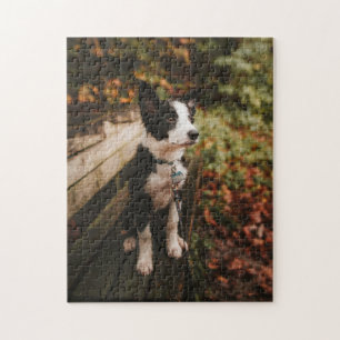 Black and White Border Collie on Park Bench Jigsaw Puzzle