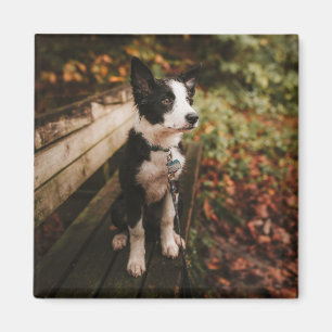 Black and White Border Collie on Park Bench Magnet