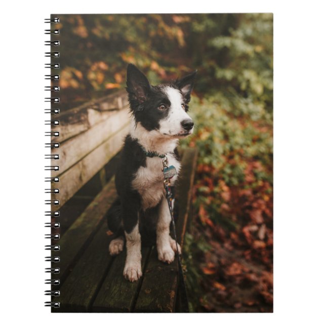 Black and White Border Collie on Park Bench Notebook (Front)