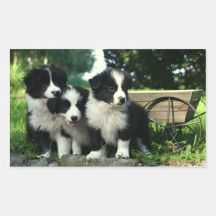 Black And White Border Collie Puppy Dogs Stickers