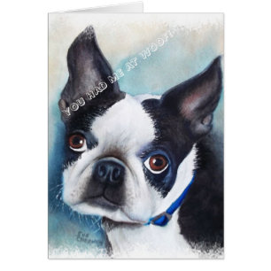BLACK AND WHITE BOSTON TERRIER