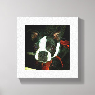 Black and White Boston Terrier Canvas Print