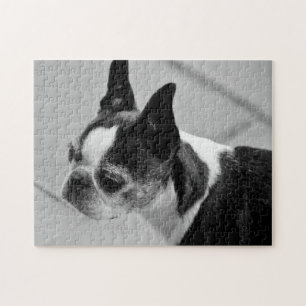 Black and White Boston Terrier Jigsaw Puzzle