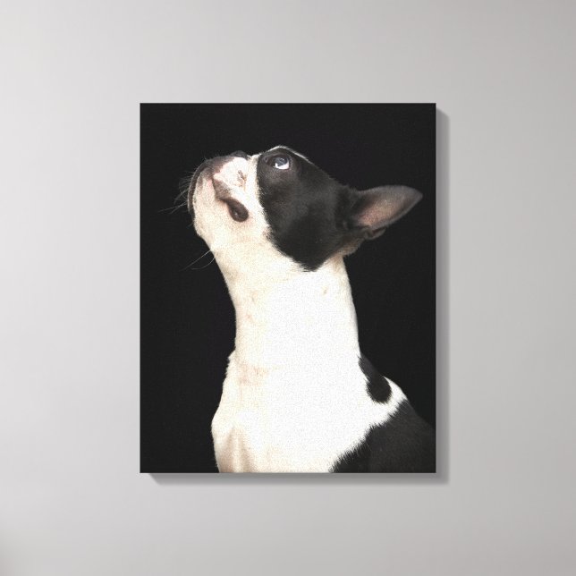 Black and white Boston Terrier looking up Canvas Print (Front)