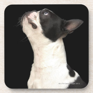 Black and white Boston Terrier looking up Coaster