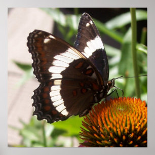 Black and White Butterfly 49 Poster