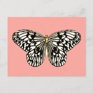 Black and white butterfly,coral pink background postcard