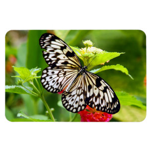 Black and white butterfly magnet