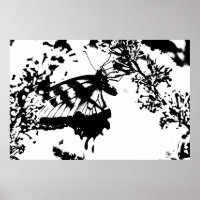 Black and White Butterfly Poster