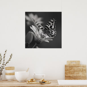 Black and White Butterfly Poster