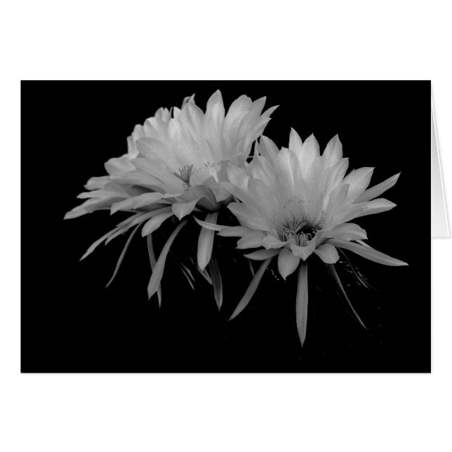 Black and White Cactus blooms (Front Horizontal)