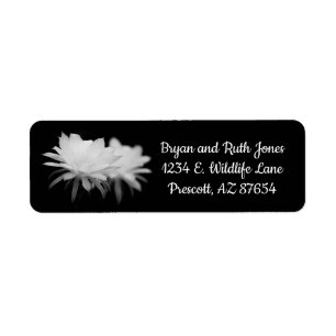 Black and White cactus flower