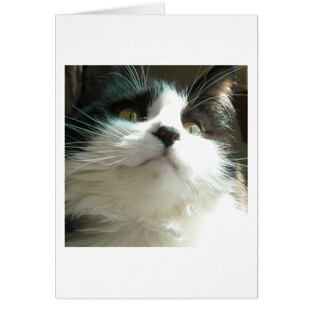 Black and White Cat (Front)