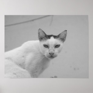 Black and White - Cat 02 Poster