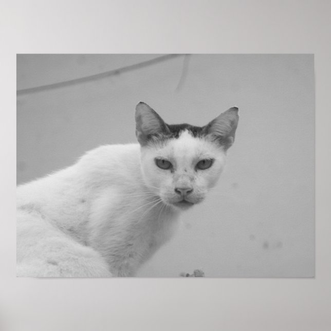 Black and White - Cat 02 Poster (Front)