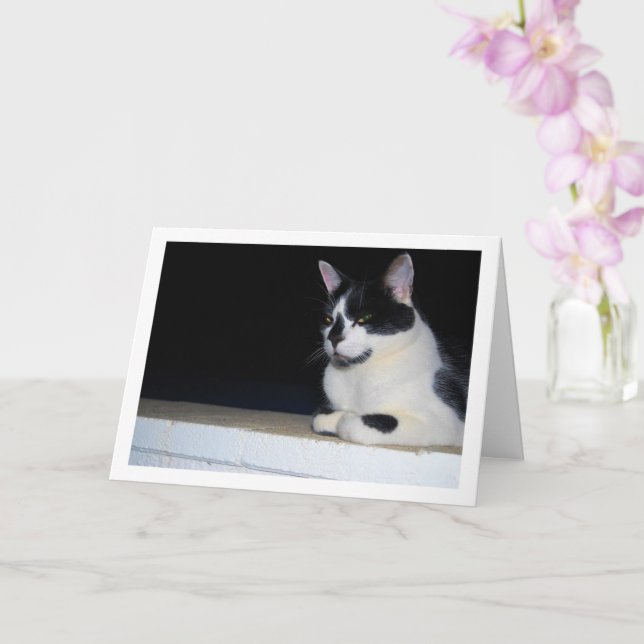 Black and White Cat at Night Portrait Card (Orchid)