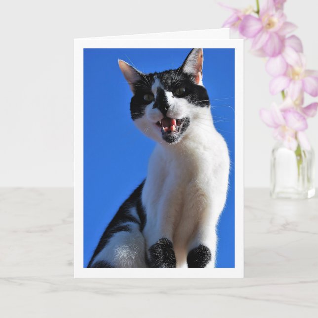 Black and White Cat, Blue Sky Card (Orchid)