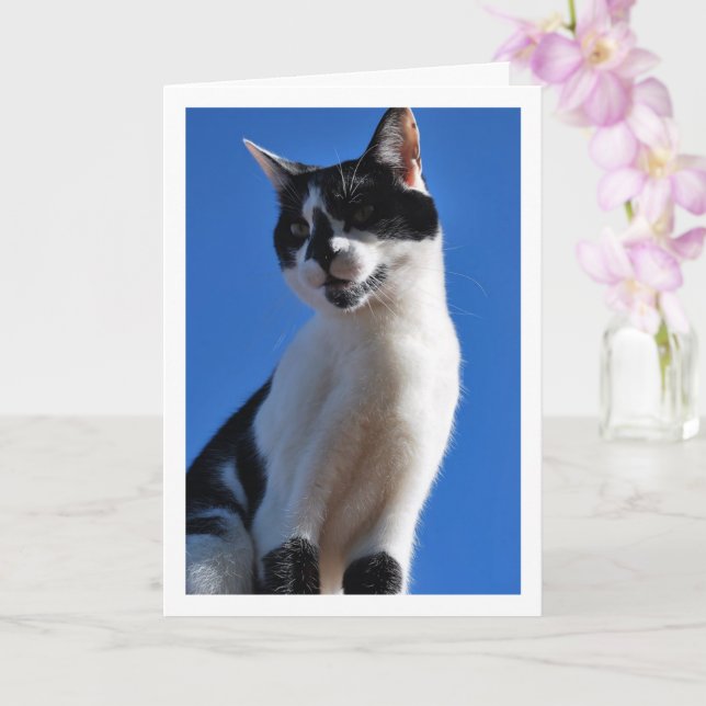 Black and White Cat, Blue Sky Card (Orchid)