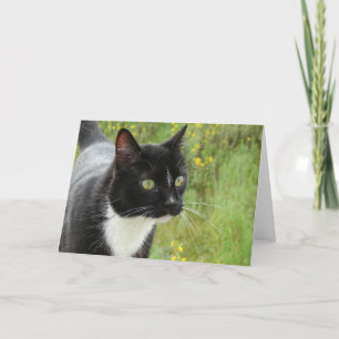 Black and White Cat Card