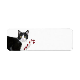 Black and white cat Christmas