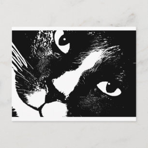 Black and white cat face close up postcard